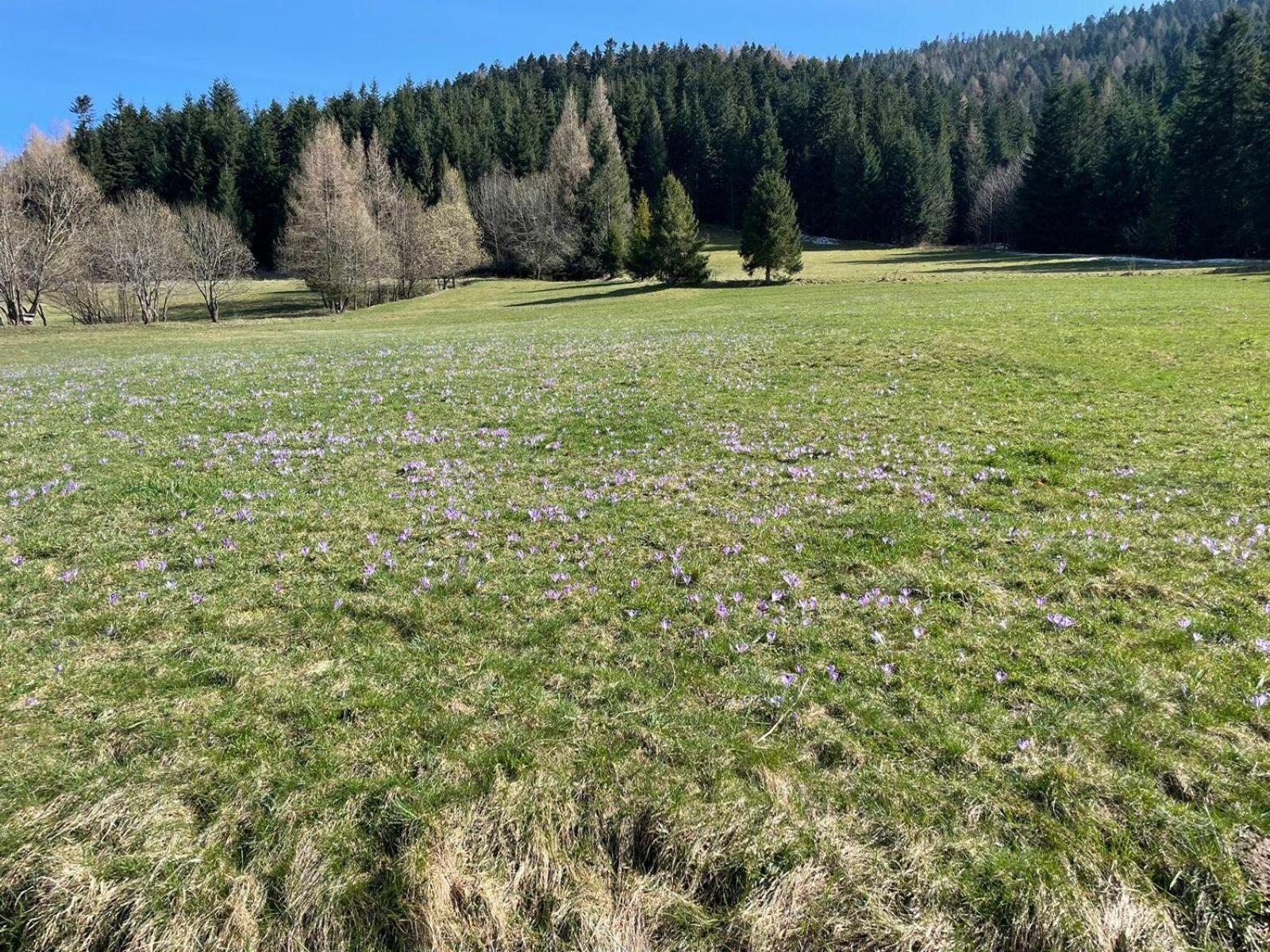 Szlak By Trafil Villa Poręba Wielka Exteriör bild