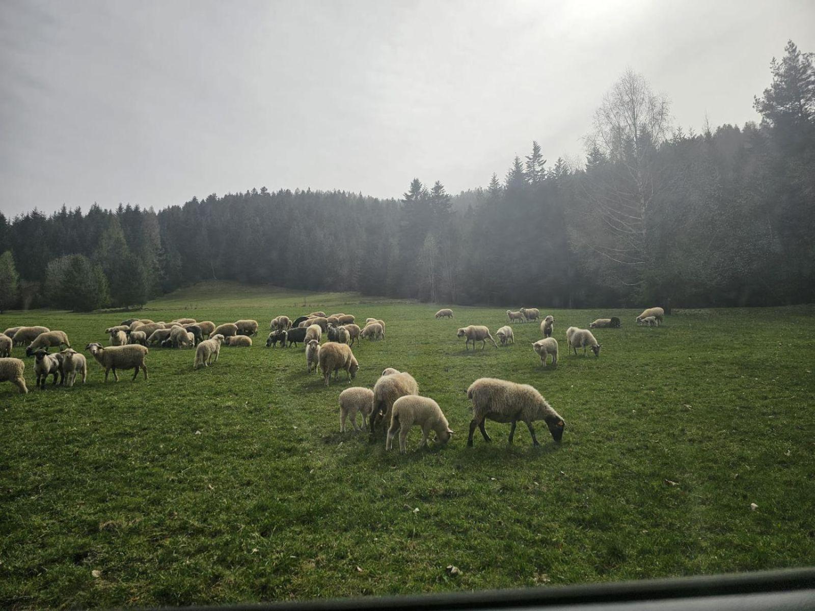Szlak By Trafil Villa Poręba Wielka Exteriör bild
